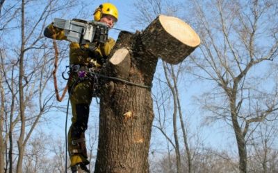 Спил и вырубка аварийных и сухих деревьев - Тверь, цены, предложения специалистов