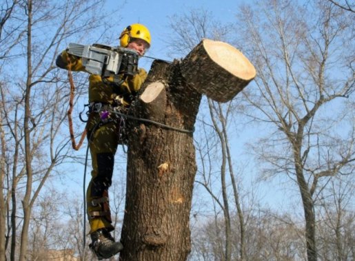Спил и вырубка аварийных и сухих деревьев стоимость услуг и где заказать - Западная Двина