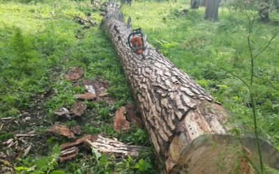 Спил и вырубка деревьев, корчевание пней - Кимры, цены, предложения специалистов